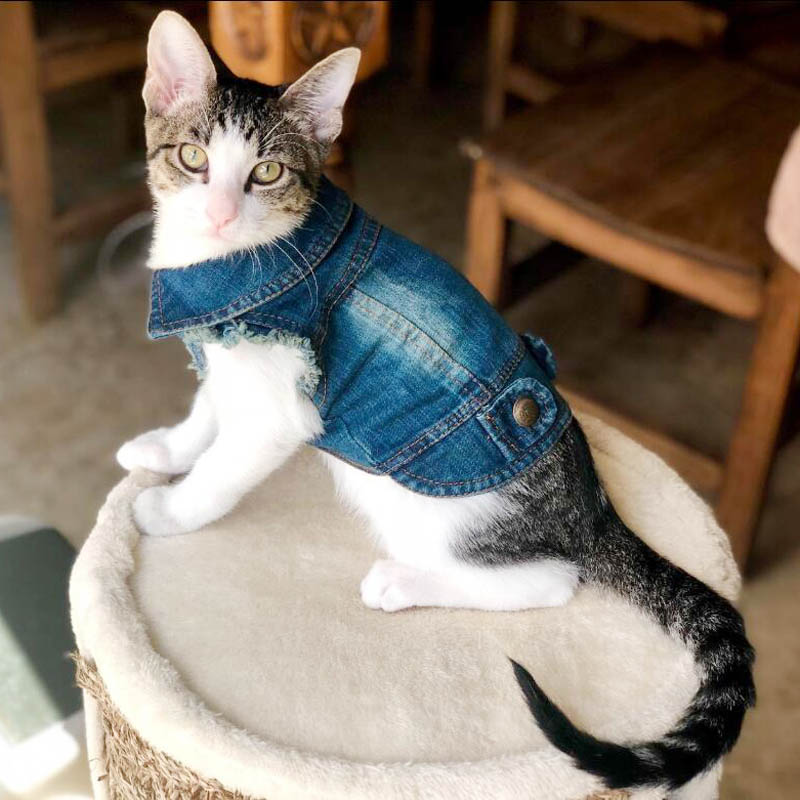 Camisa Jeans para gatos - Biula®